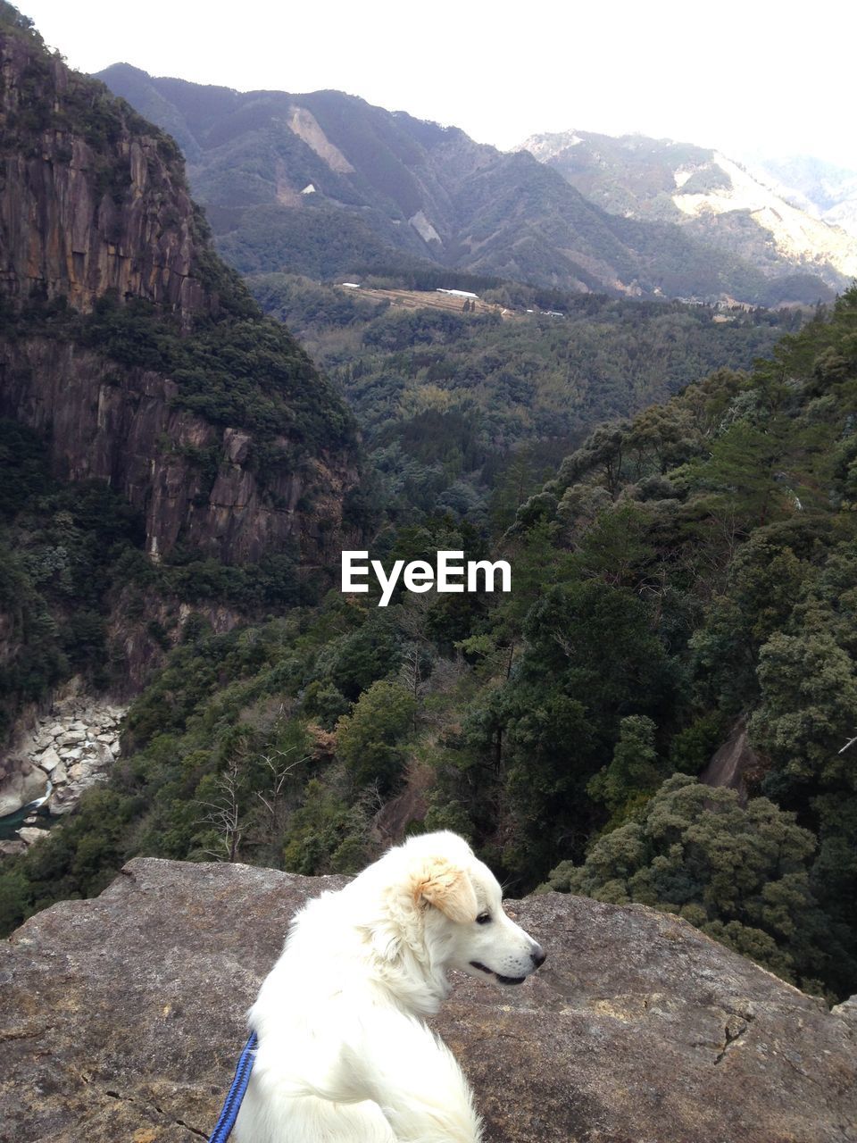 DOG ON ROCK AGAINST MOUNTAINS