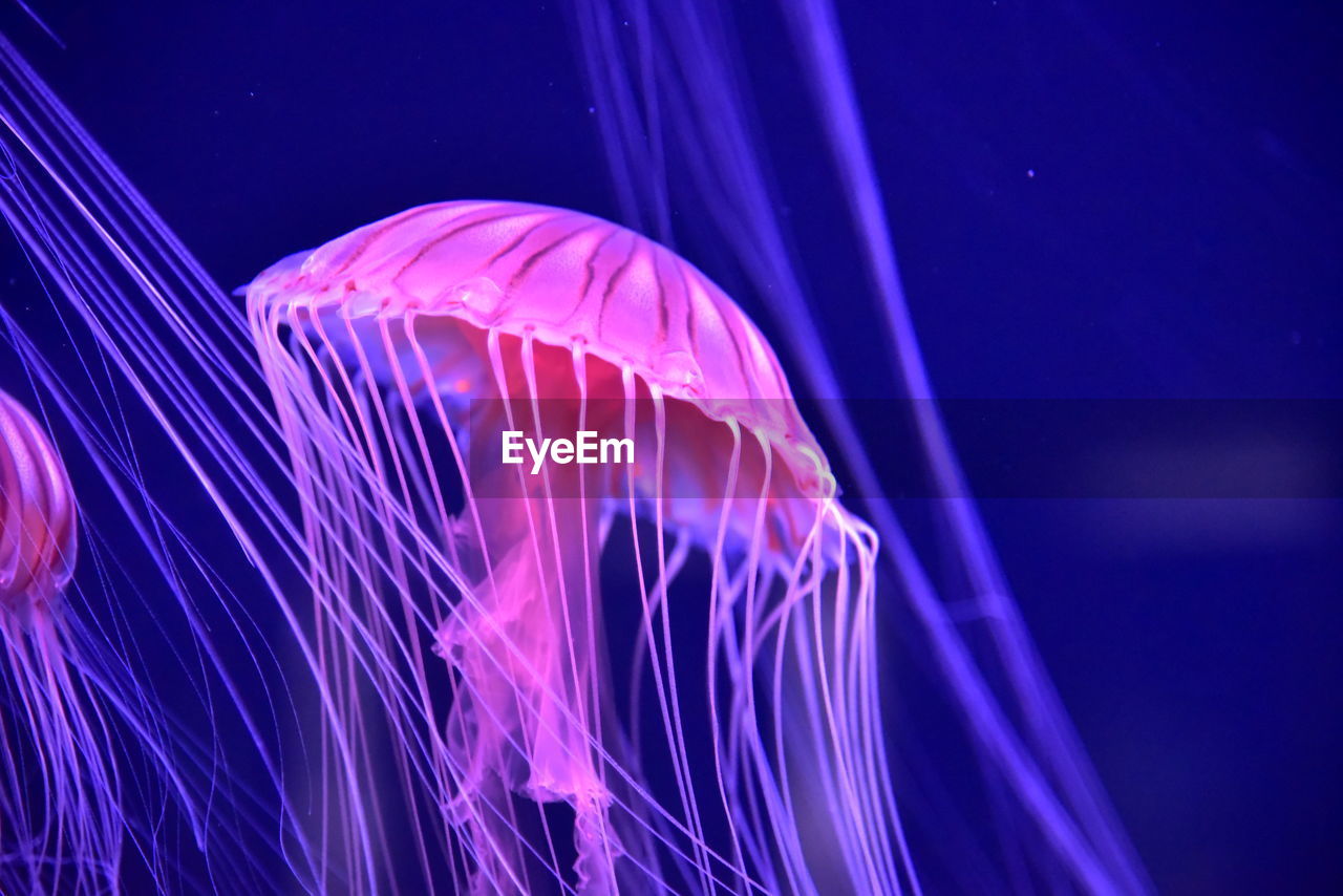 VIEW OF JELLYFISH IN SEA
