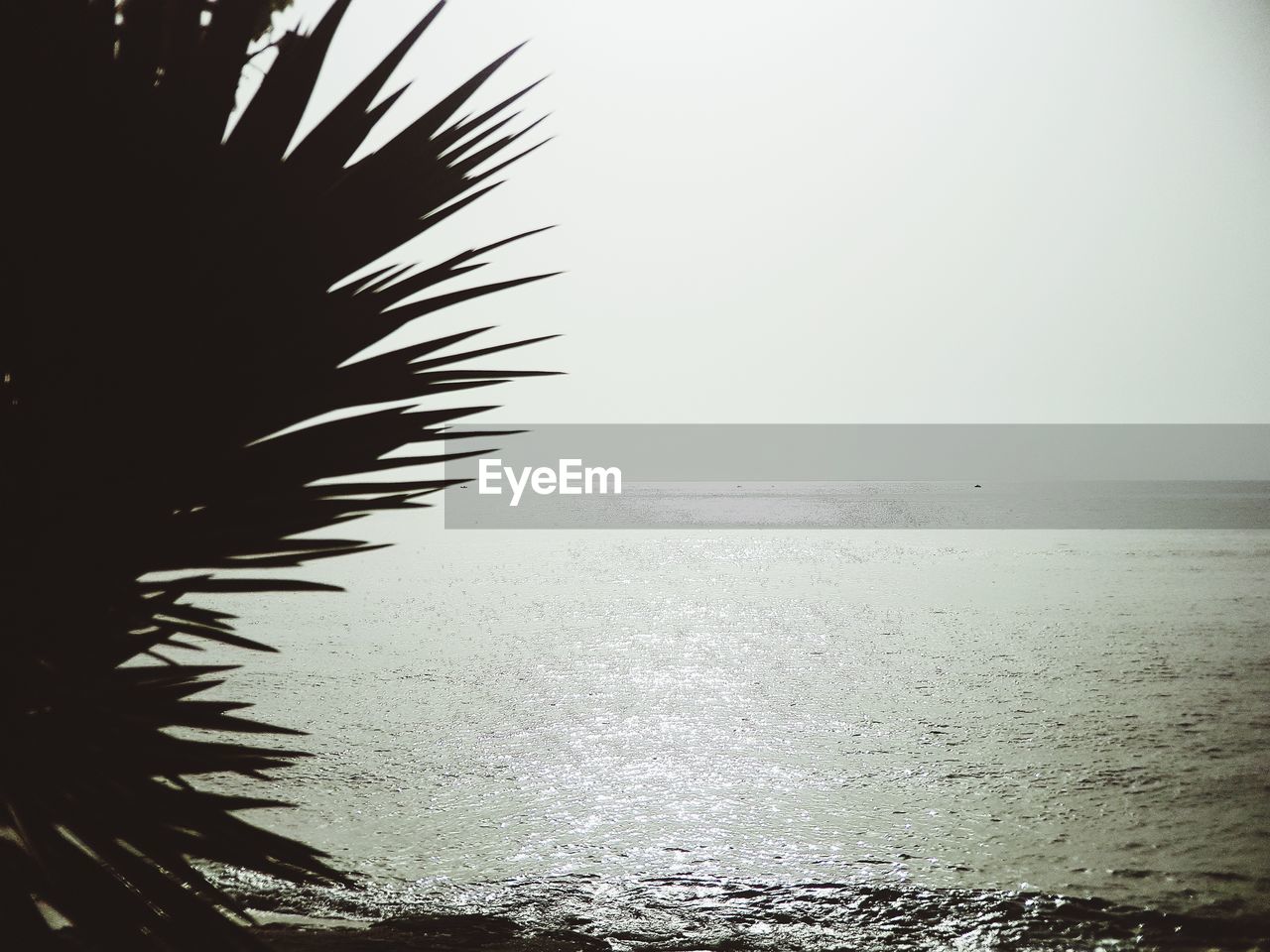 CLOSE-UP OF PALM TREE ON BEACH AGAINST CLEAR SKY