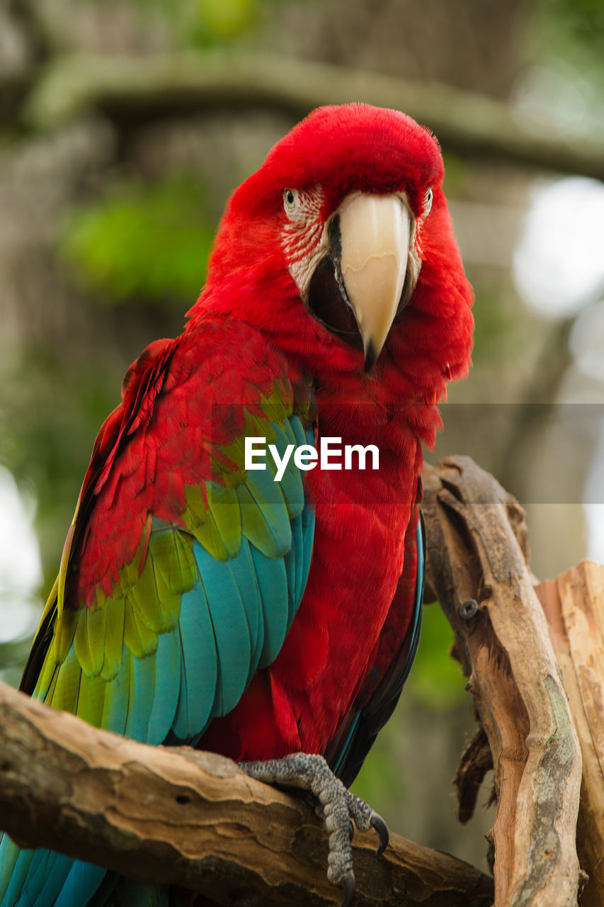 Close-up portrait of macaw perching on branch
