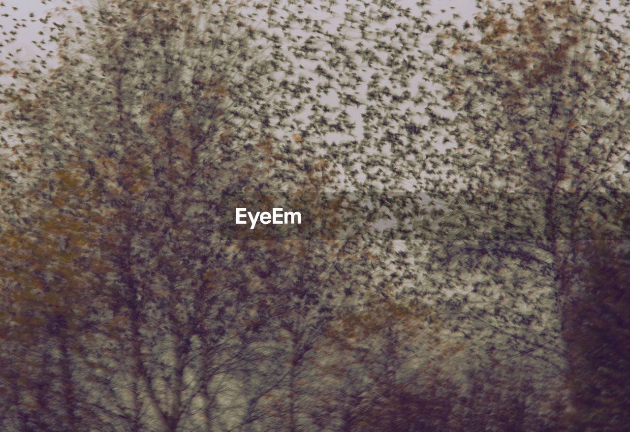 Defocused image of bare trees against sky