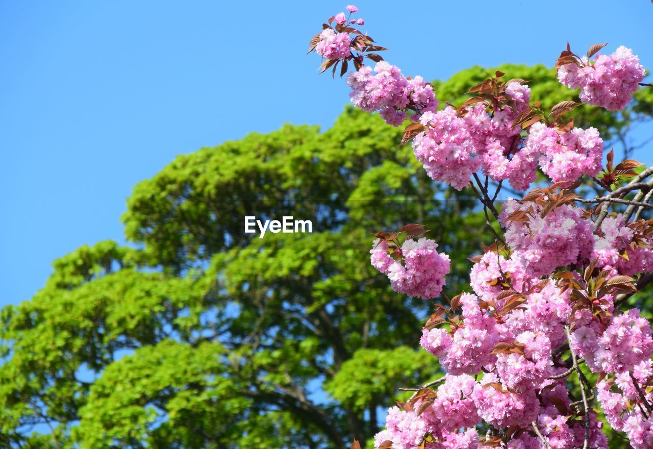 LOW ANGLE VIEW OF PINK CHERRY BLOSSOM AGAINST BLUE SKY