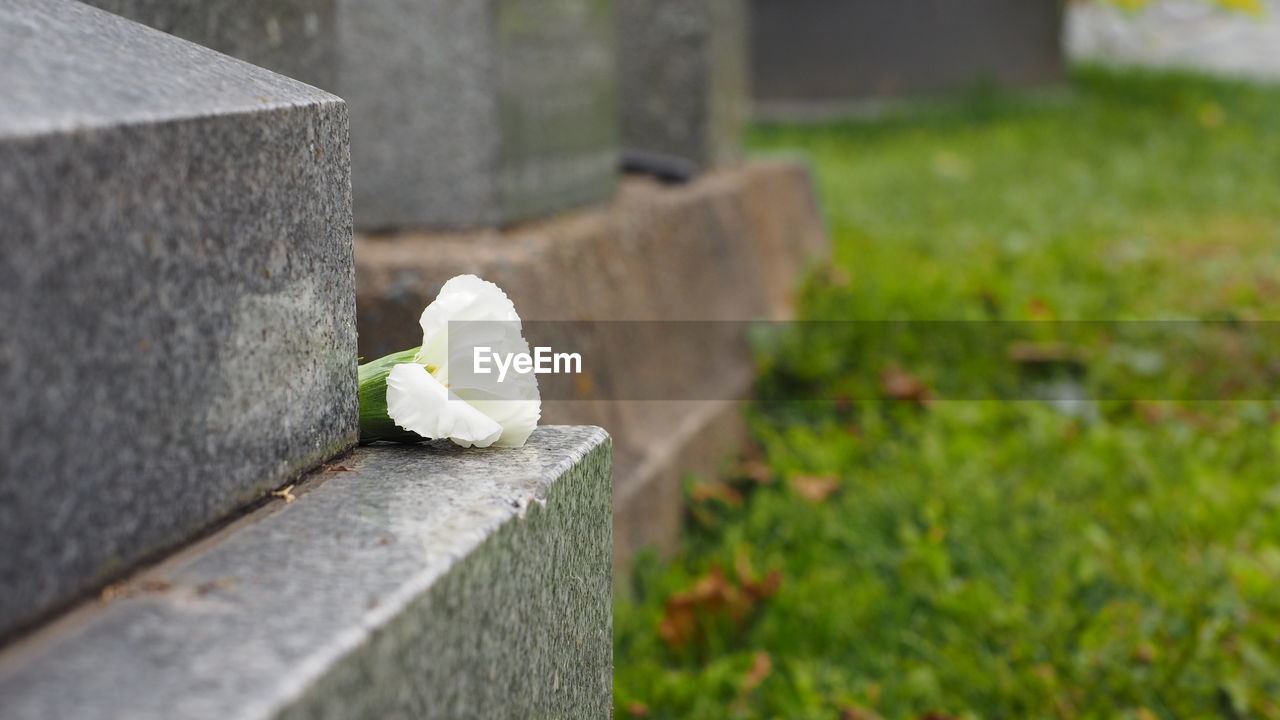 green, cemetery, grave, plant, flower, tombstone, flowering plant, death, nature, day, no people, grass, sadness, outdoors, stone, stone material, memorial, focus on foreground, close-up, lawn, selective focus, emotion, beauty in nature, yellow, white, grief, architecture, religion