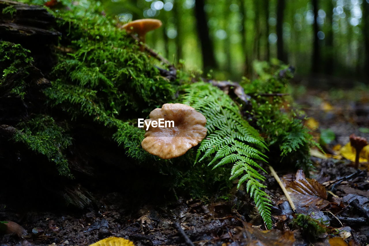 forest, plant, nature, woodland, tree, growth, land, natural environment, fungus, mushroom, moss, beauty in nature, vegetable, green, leaf, no people, rainforest, food, day, autumn, tranquility, coniferous tree, close-up, outdoors, pinaceae, plant part, focus on foreground, freshness, pine tree, flower, tree trunk, trunk, environment, food and drink, non-urban scene, fragility