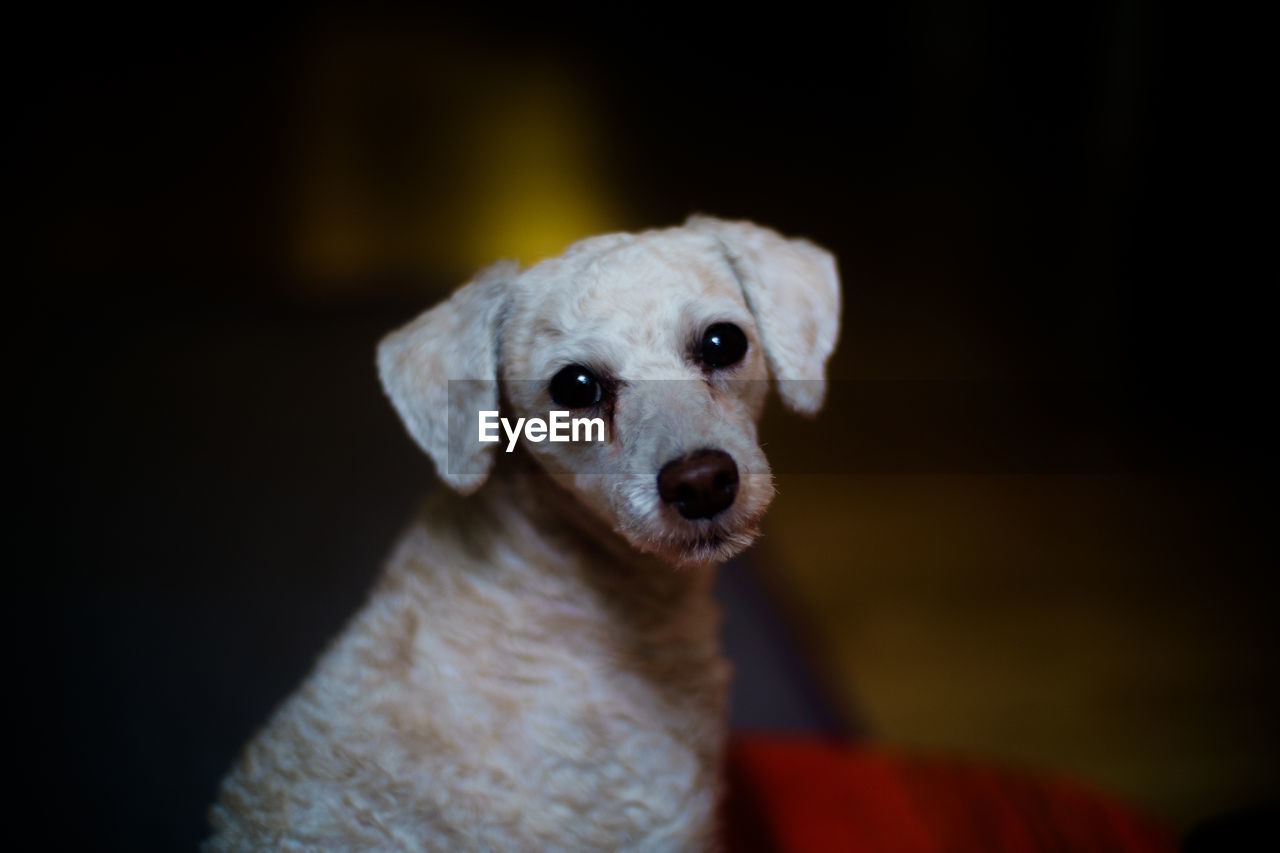 Close-up portrait of puppy