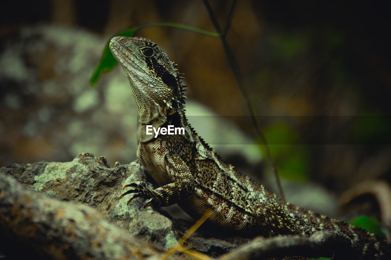 Sitzender lizard  der den kopf reckt.