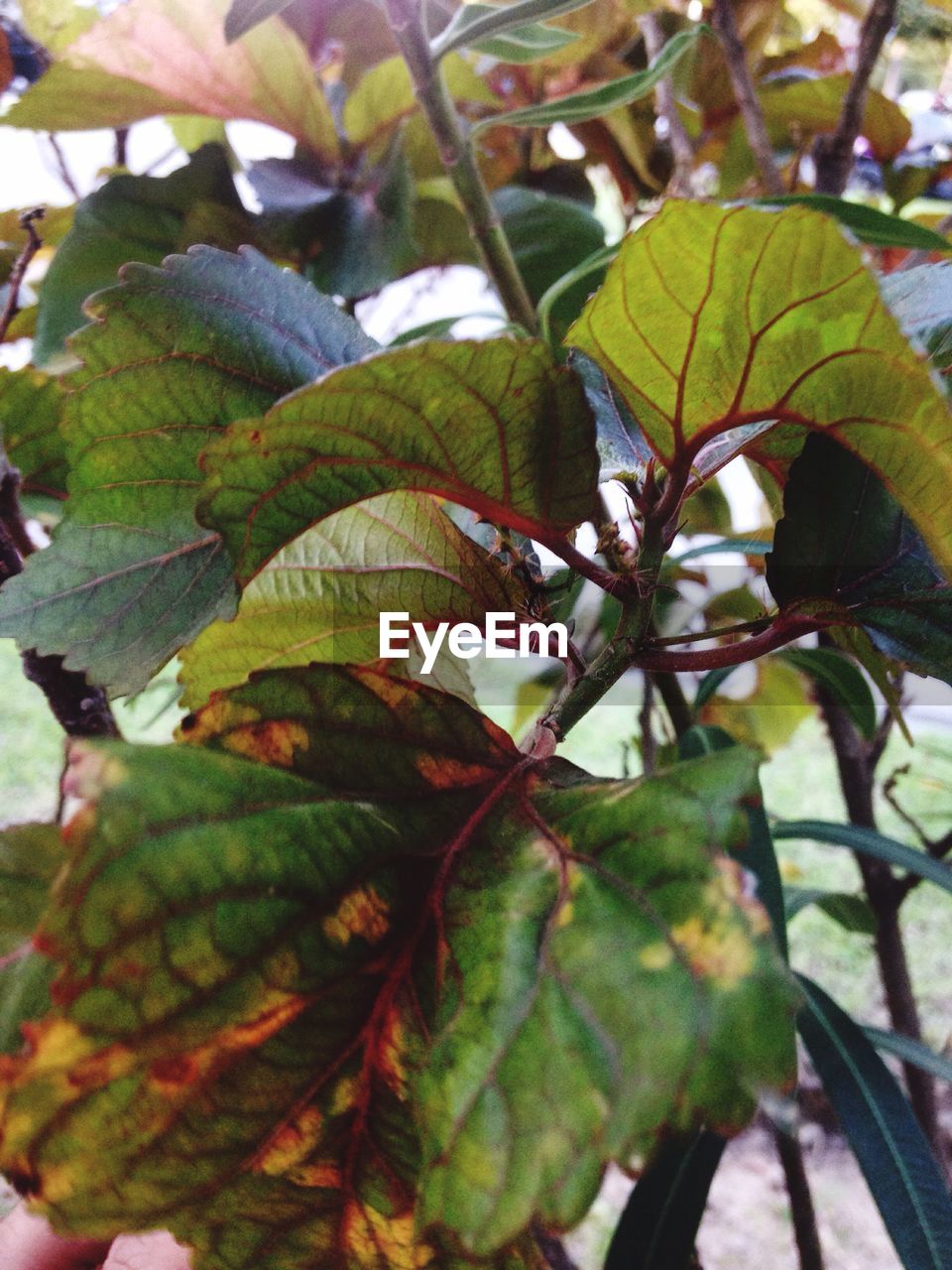 CLOSE-UP OF FRESH GREEN LEAVES