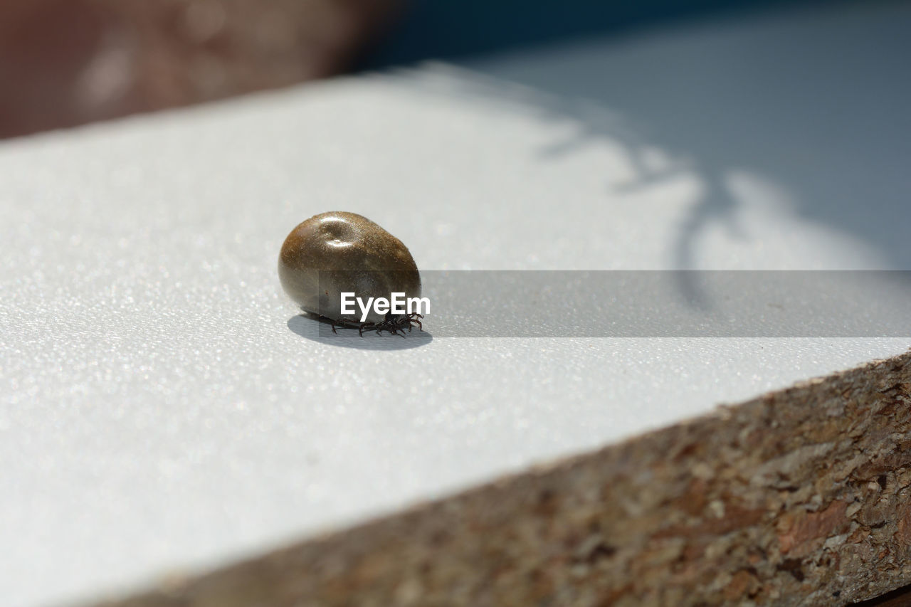 Blood-sucking ectoparasites - a tick soaked in blood on a white background