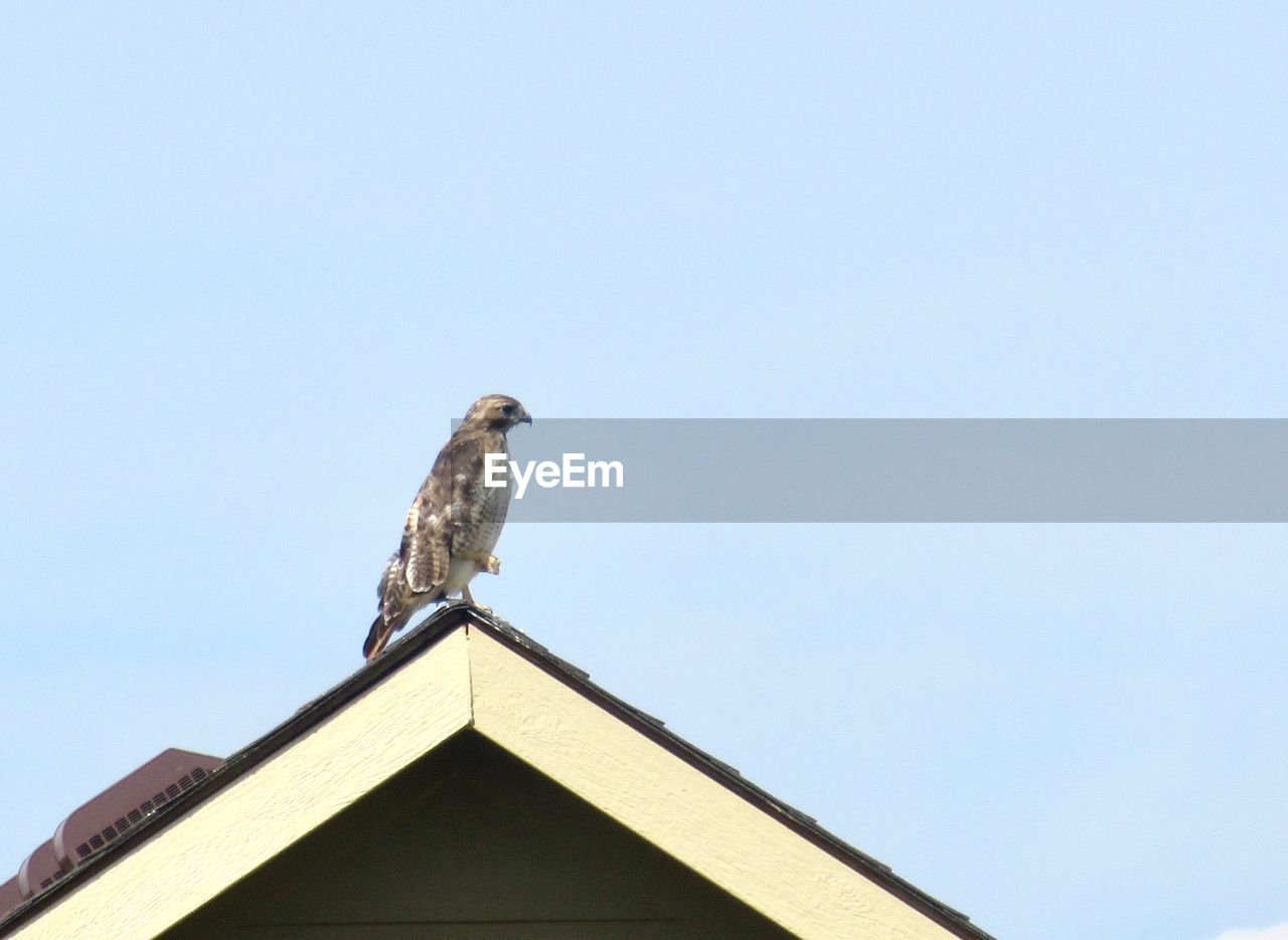 LOW ANGLE VIEW OF SEAGULL PERCHING ON ROOF OF BUILDING