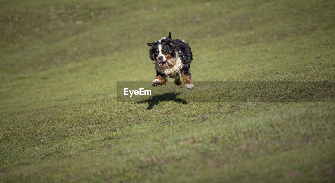 SMALL DOG RUNNING ON GRASS IN PARK