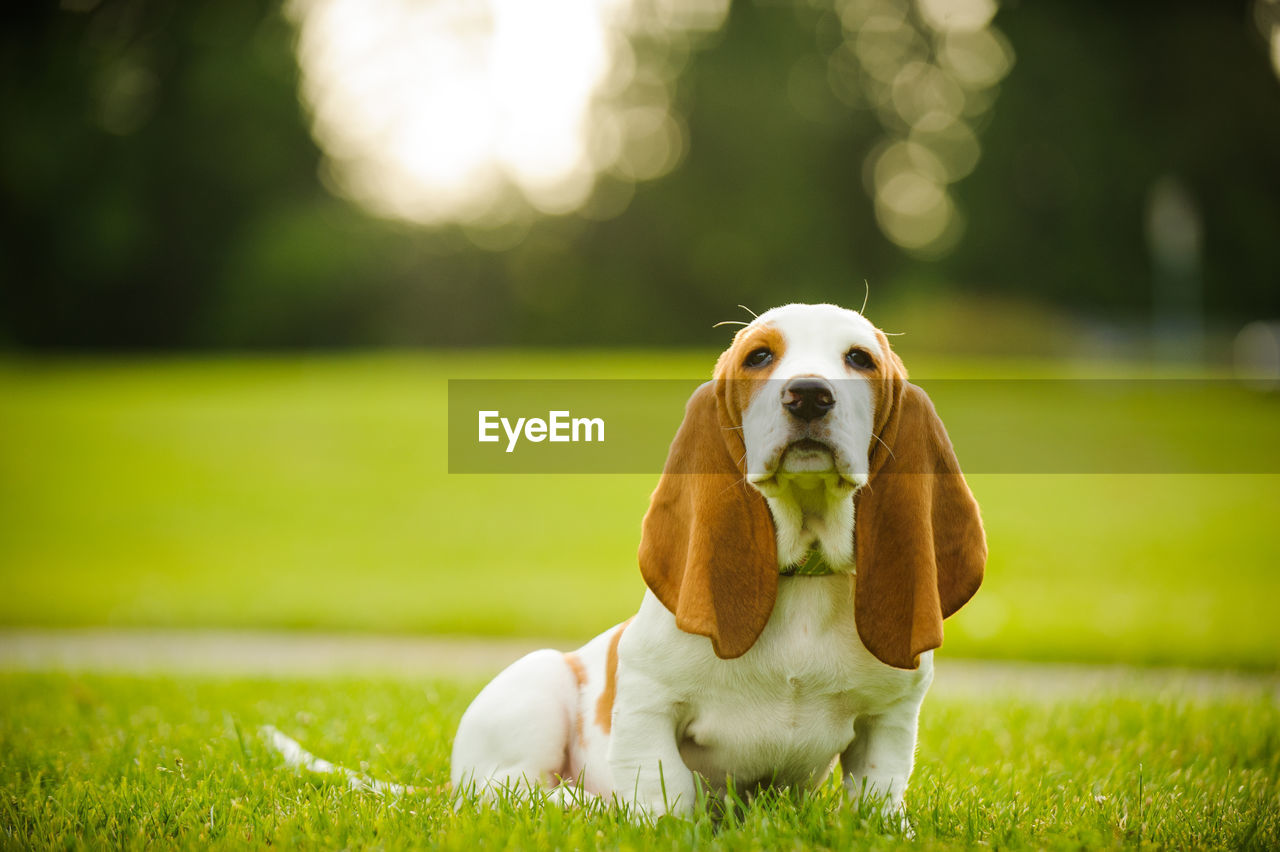 Close-up of basset hound sitting on grass