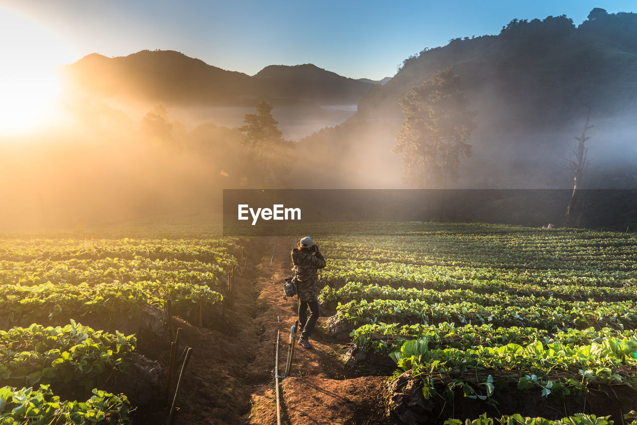 Tea plantation on doi ang khang mountain during foggy weather