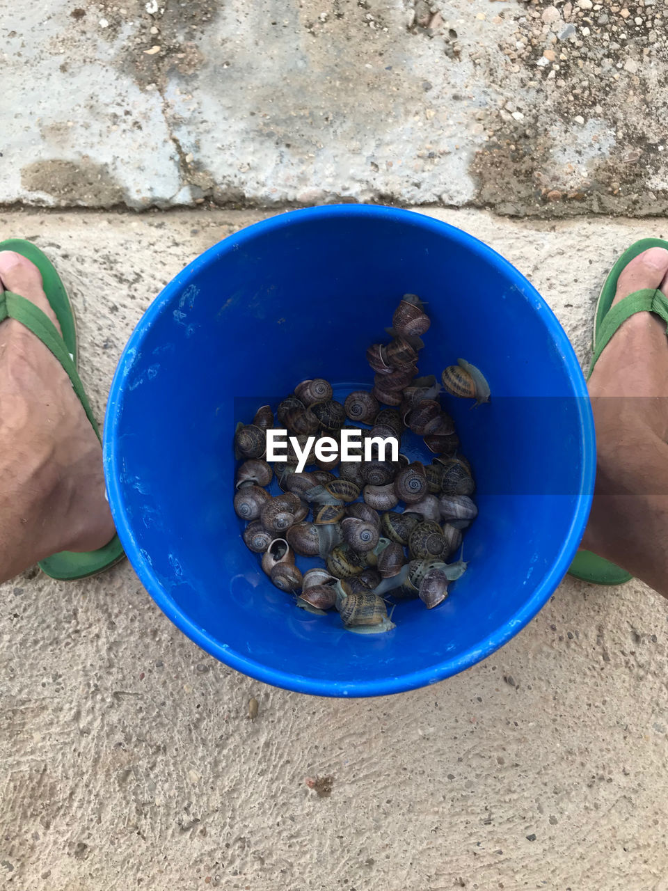 Low section of person with a blue bucket plenty of snails