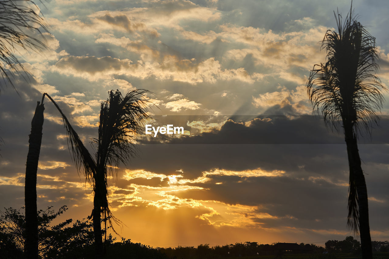 Low angle view of silhouette palm trees against dramatic sky