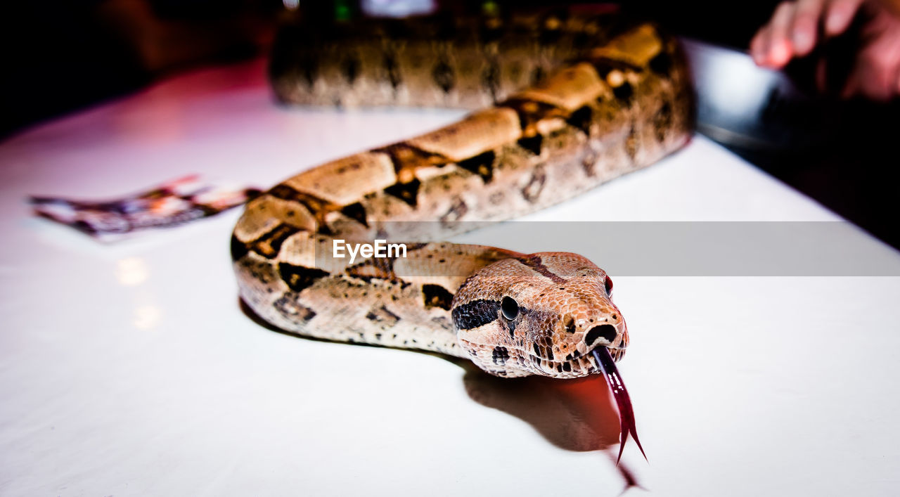 Close-up of snake on white table