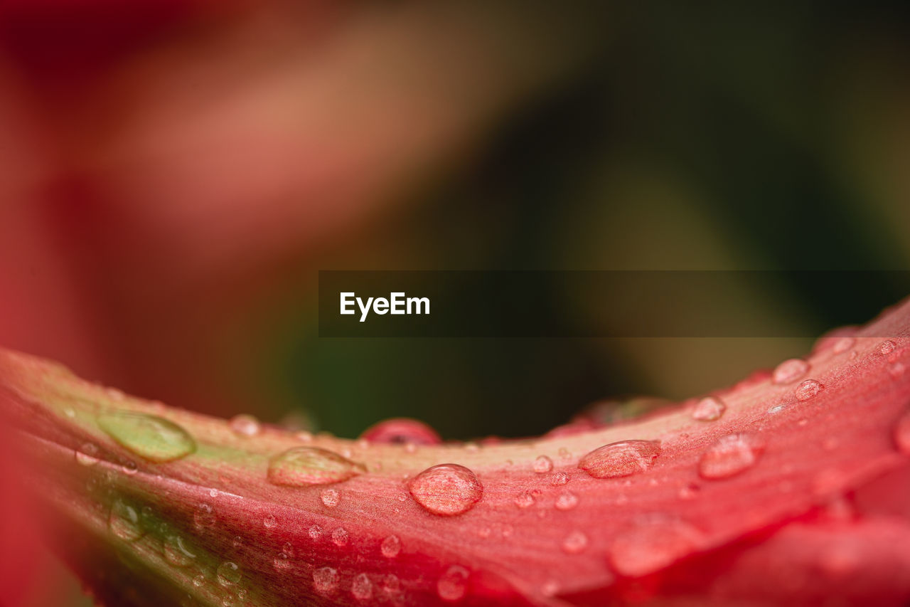 Close-up of water drops on leaf