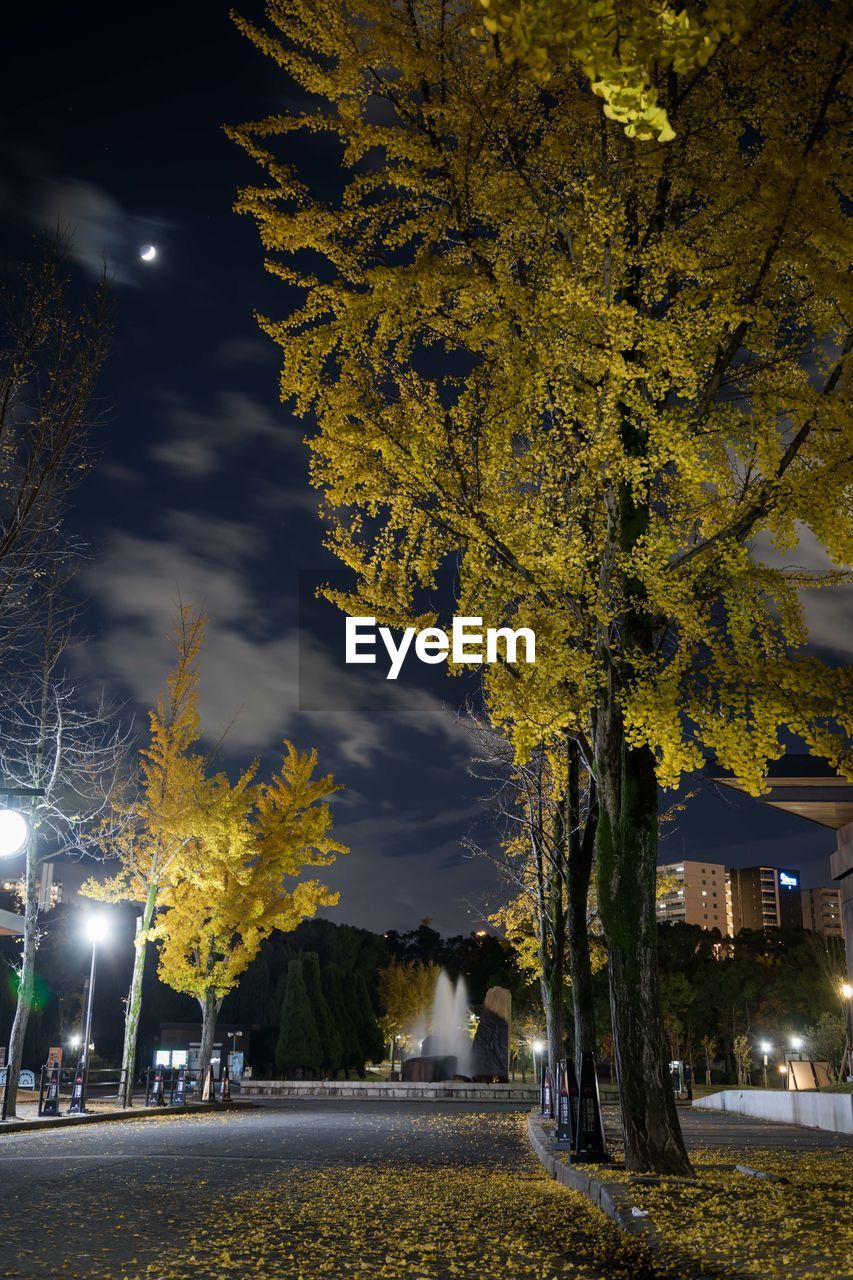 Trees by illuminated street against sky at night