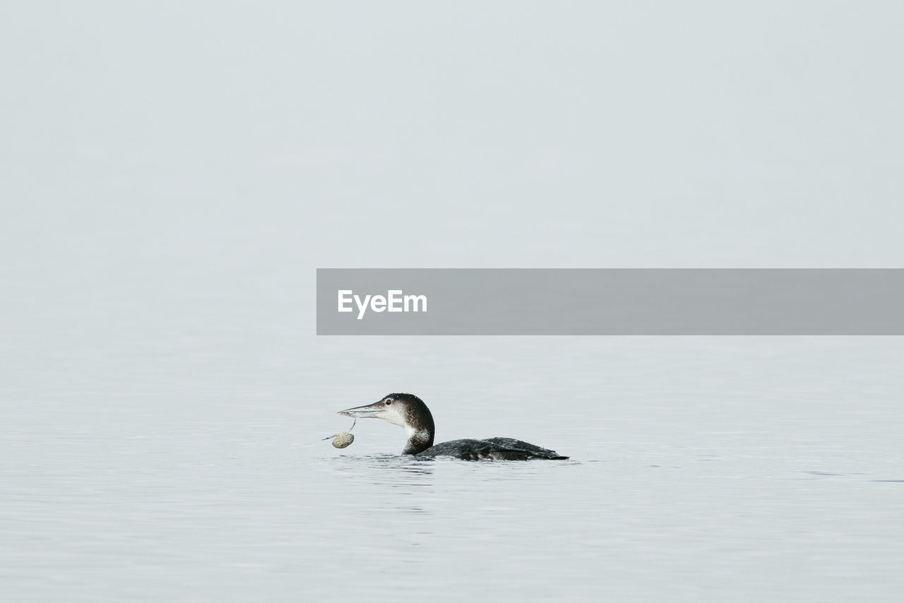 A common loon eating a crab in puget sound, washington state