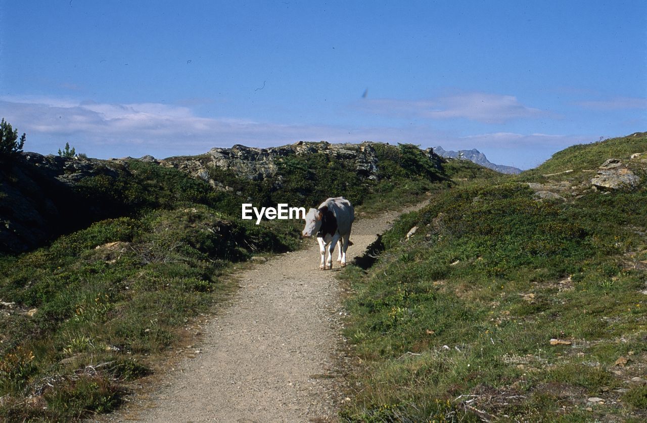 REAR VIEW OF HORSE WALKING ON ROAD AGAINST SKY