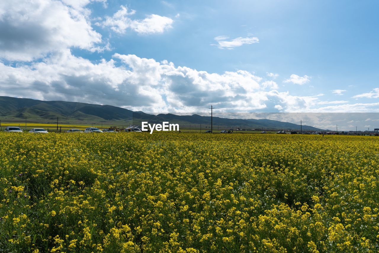SCENIC VIEW OF YELLOW FIELD AGAINST SKY