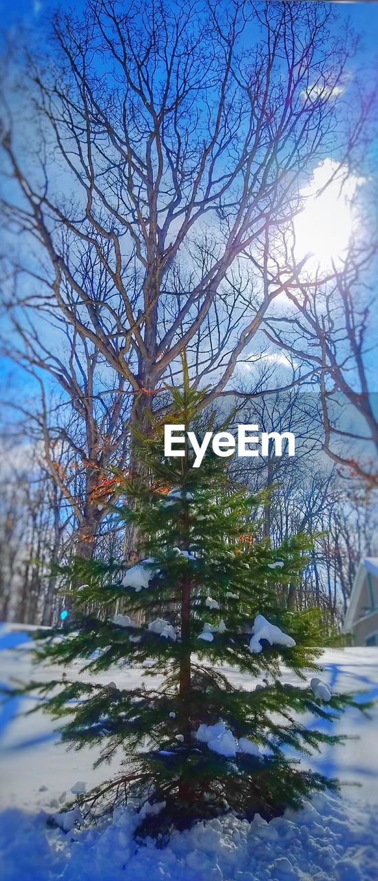 VIEW OF TREE AGAINST SKY