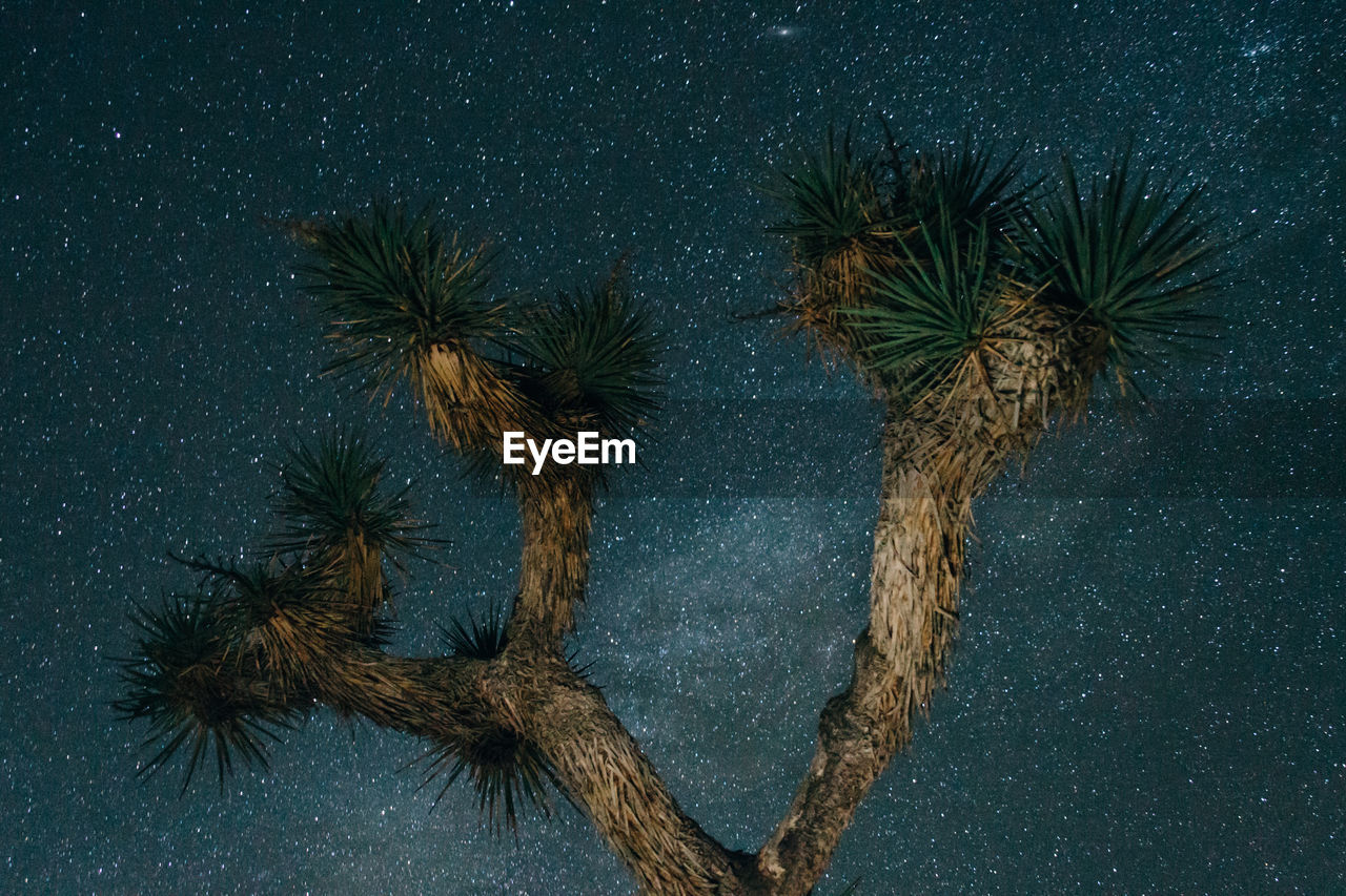 Low angle view of joshua tree against sky