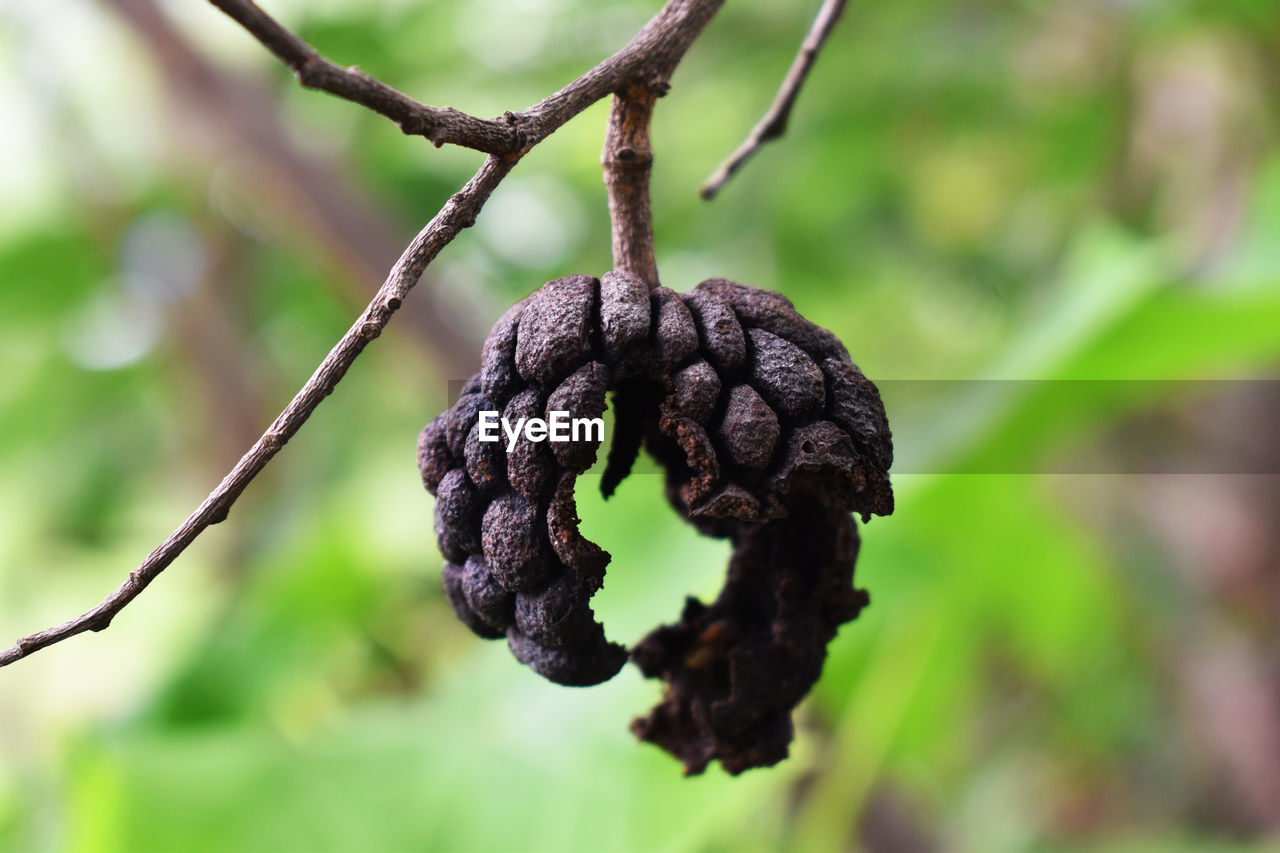 CLOSE-UP OF BERRIES ON TREE