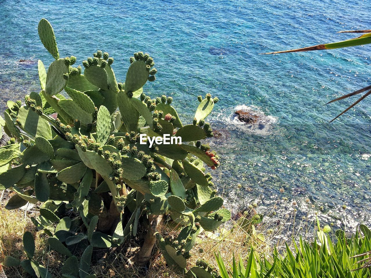 HIGH ANGLE VIEW OF SUCCULENT PLANTS GROWING ON SEA