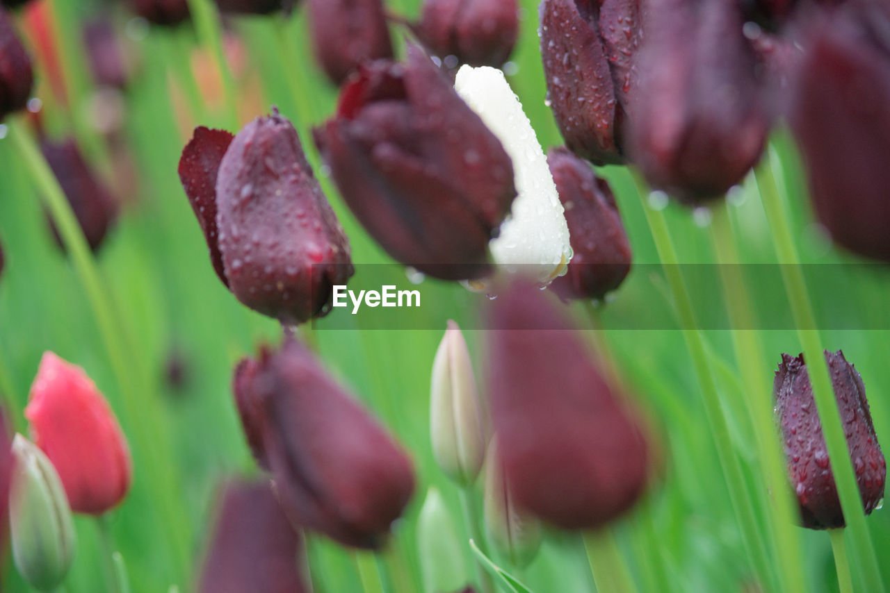 Close-up of purple flowering plant