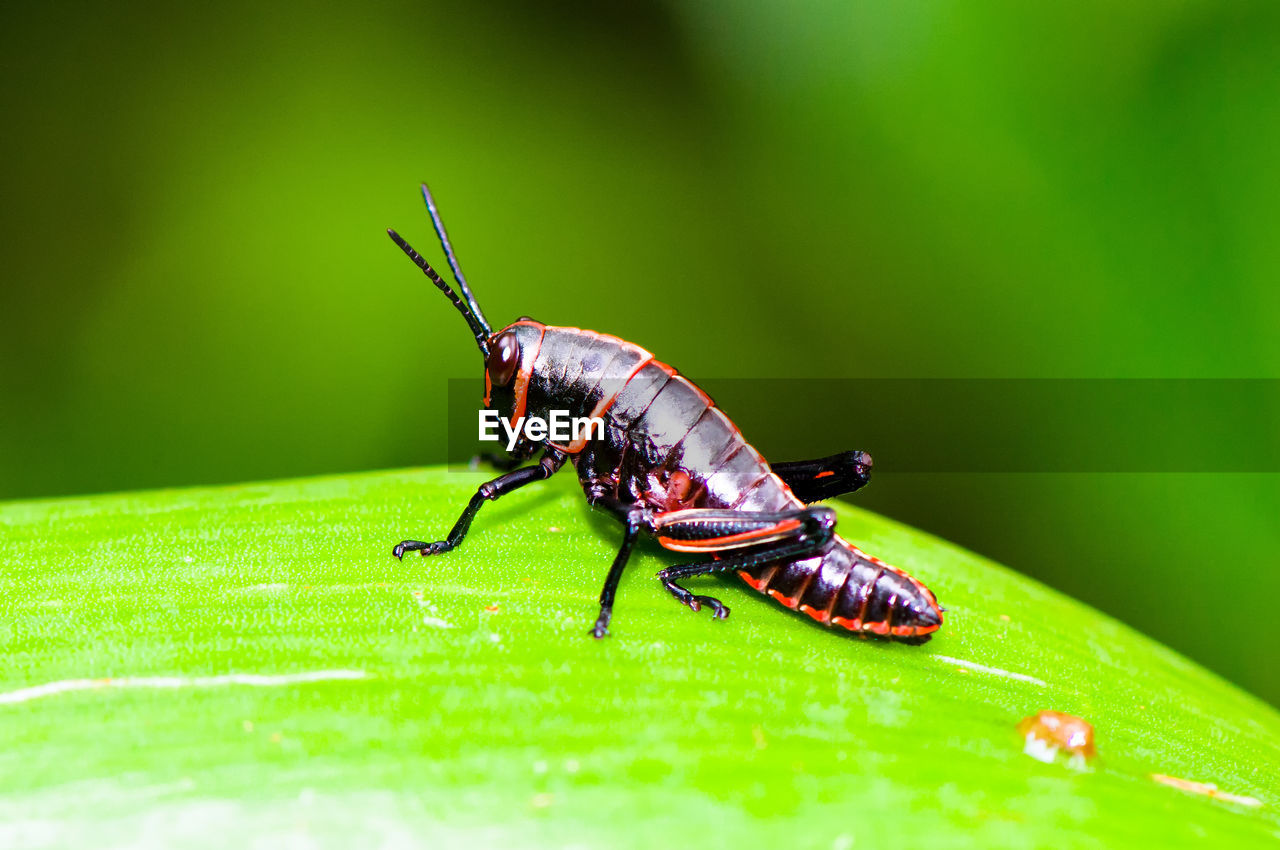 CLOSE-UP OF INSECT