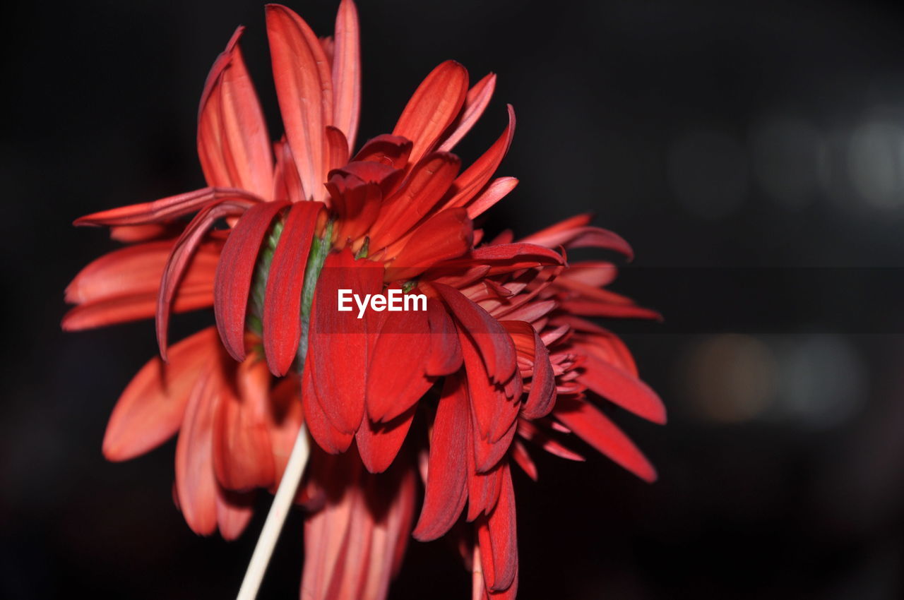 flower, flowering plant, red, plant, freshness, beauty in nature, petal, close-up, fragility, macro photography, flower head, inflorescence, nature, growth, focus on foreground, no people, black background, plant stem, leaf, pink, outdoors, pollen