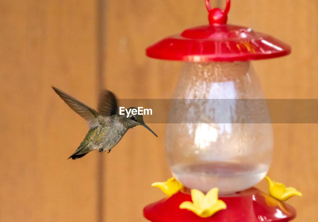 Close-up of hummingbird flying