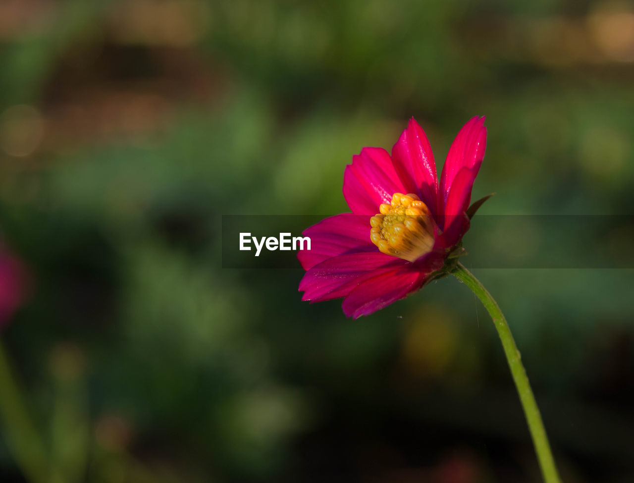 Close-up of pink cosmos flower blooming outdoors