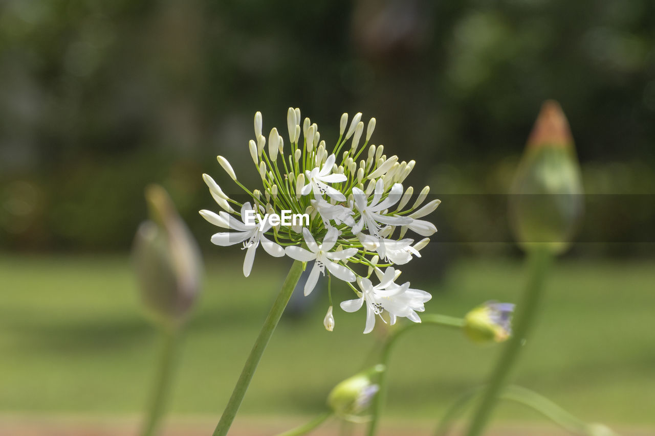 Close-up of white flowering plant on field