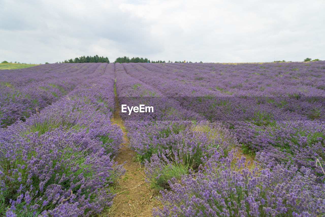 VIEW OF FLOWERING PLANTS ON FIELD