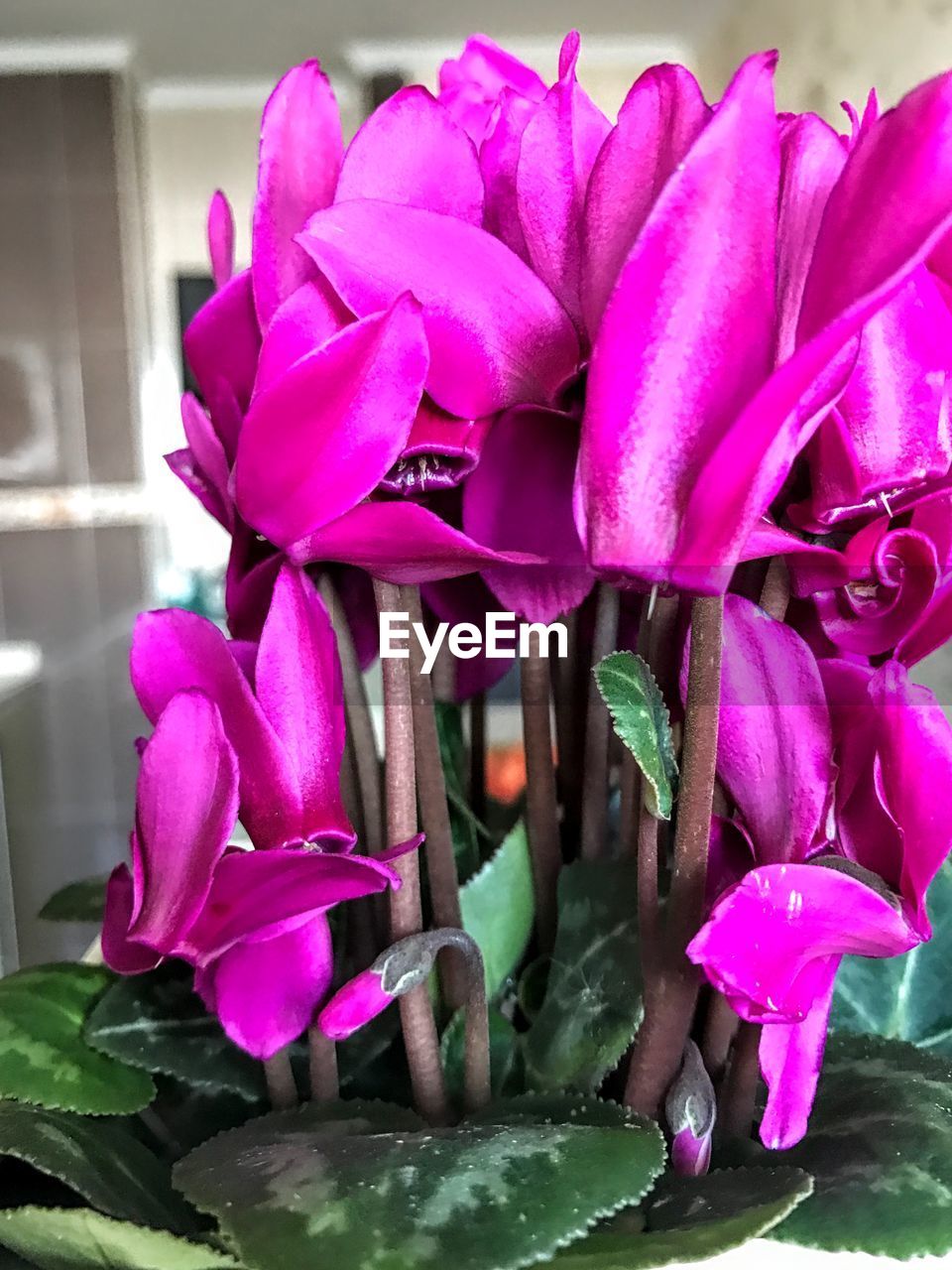 CLOSE-UP OF PINK ORCHID BLOOMING OUTDOORS