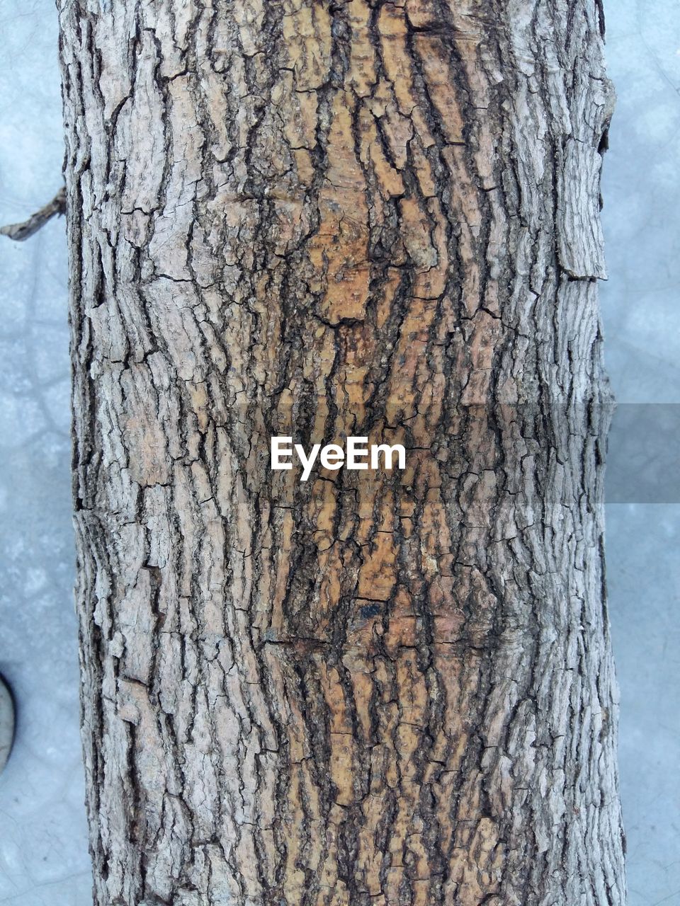 CLOSE-UP OF TREE TRUNK AGAINST SKY