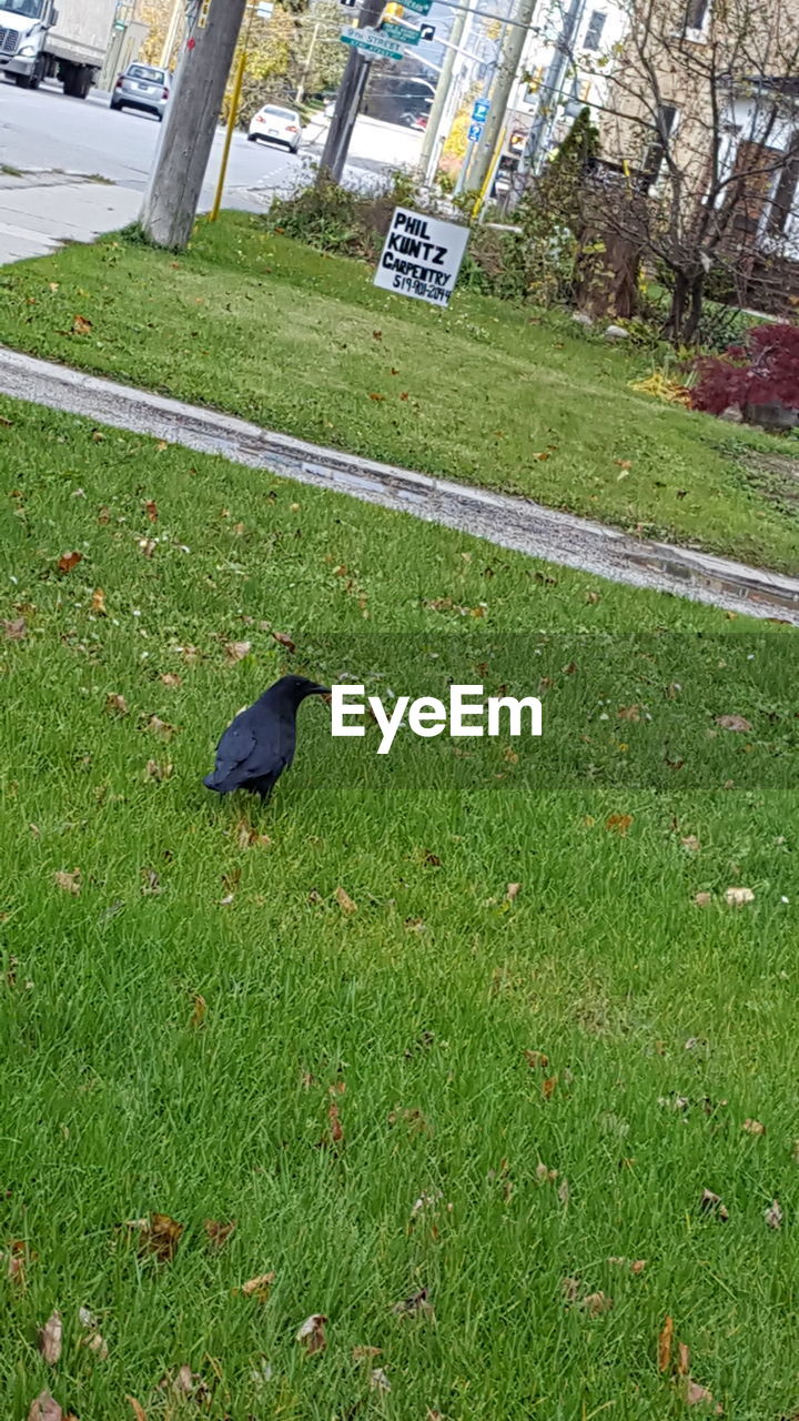 BIRD PERCHING ON GRASS IN PARK