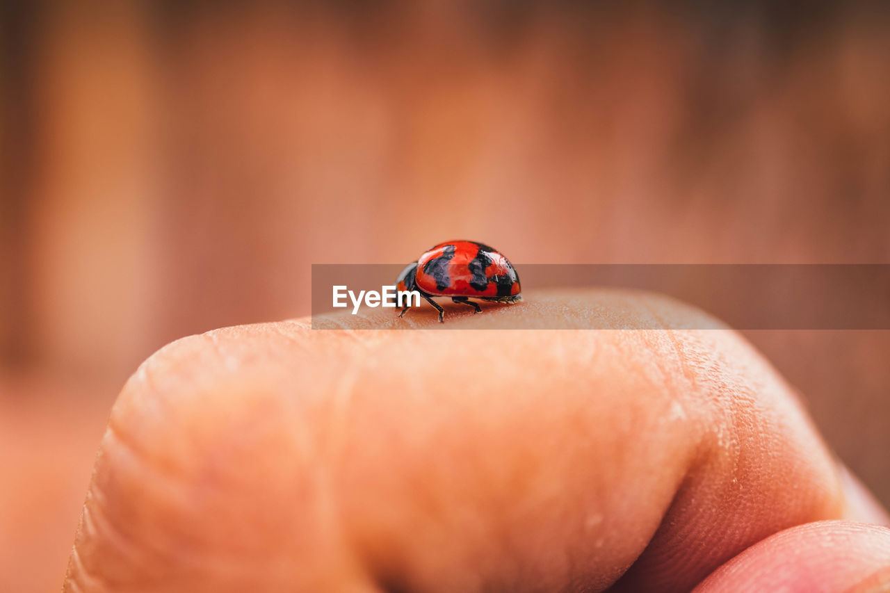 Close-up of ladybug on hand