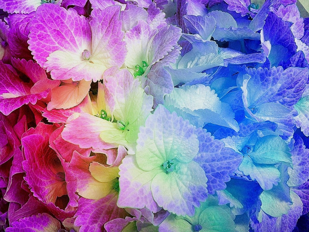 Multi colored flowers