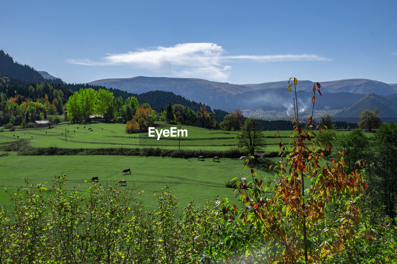 SCENIC VIEW OF FIELD AND TREES AGAINST SKY