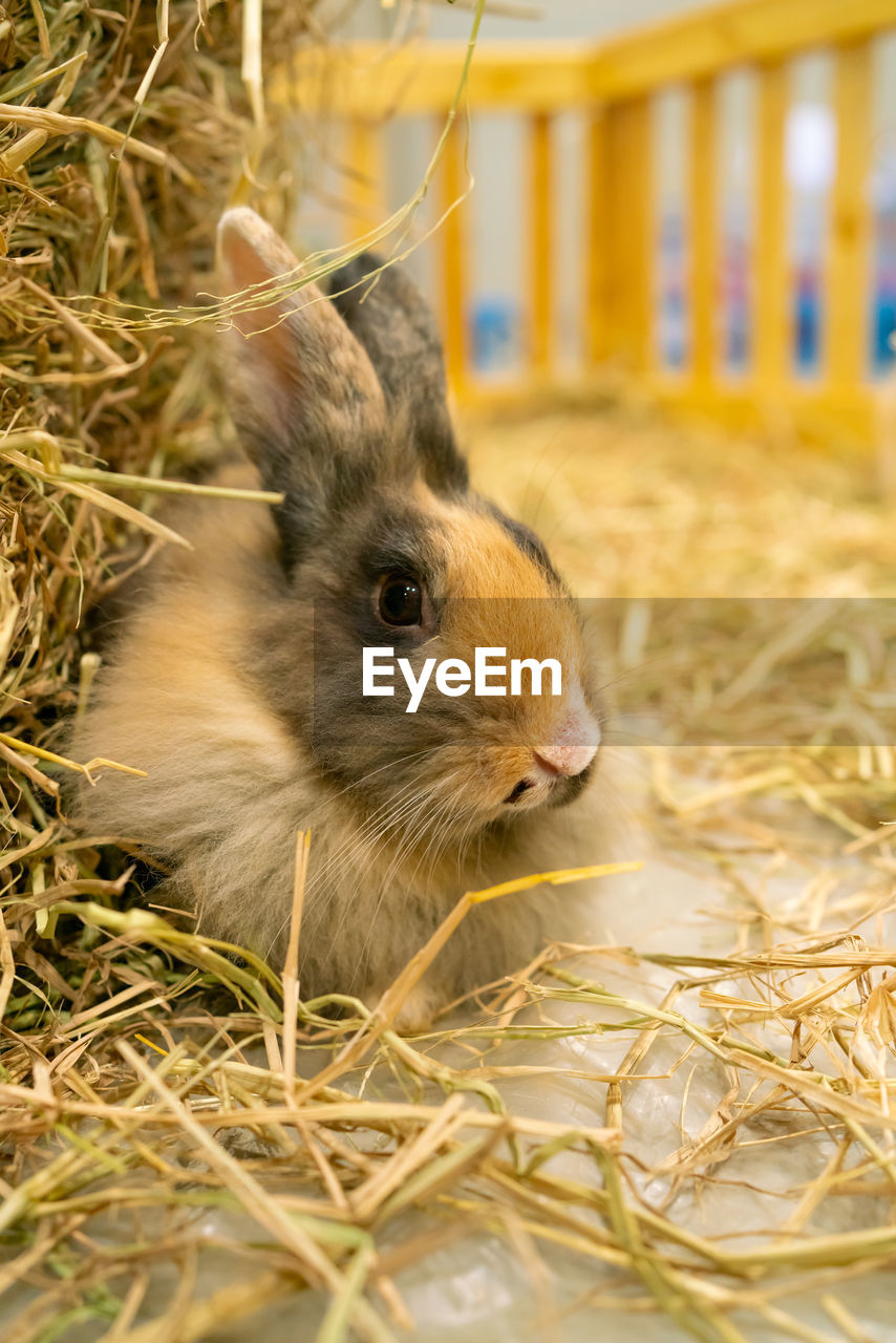 CLOSE-UP OF A RABBIT ON THE FIELD