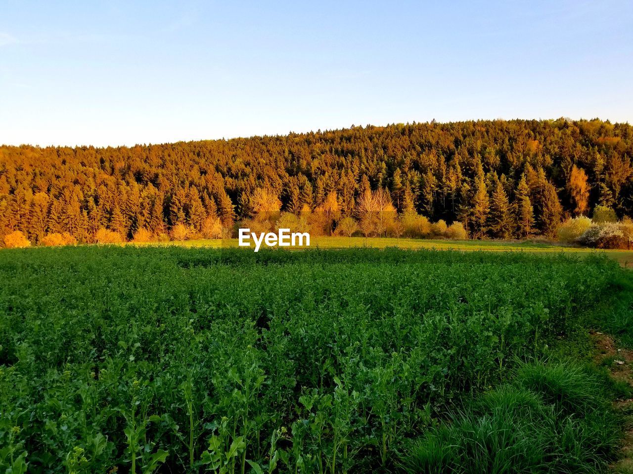 SCENIC VIEW OF TREES ON FIELD AGAINST SKY