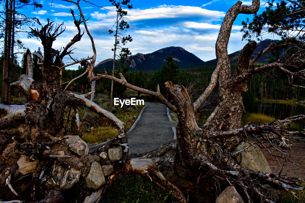 Bare trees on landscape against sky