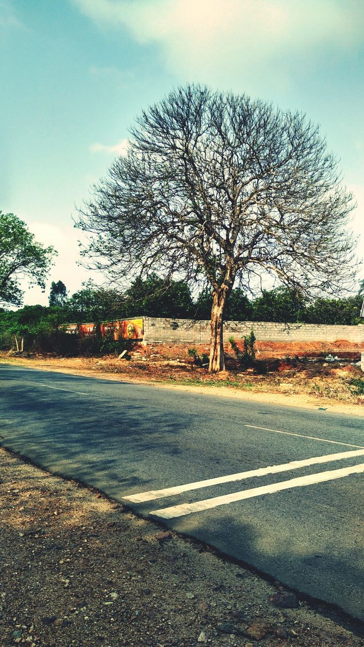 BARE TREES ON ROAD