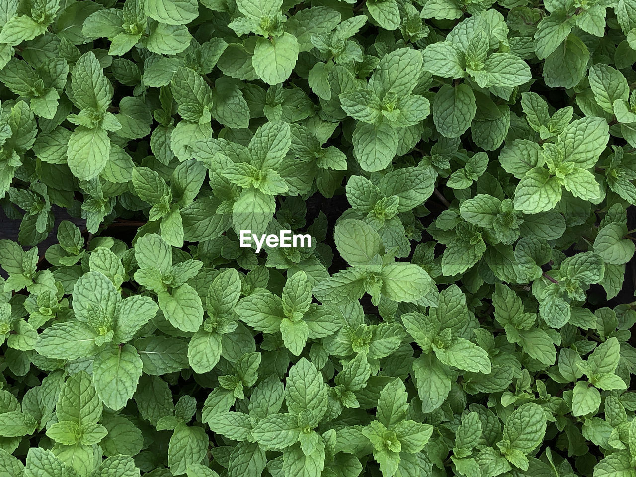 FULL FRAME SHOT OF FRESH GREEN LEAVES