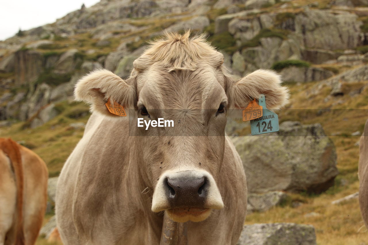 Brown mountain cows in the forest in the wild