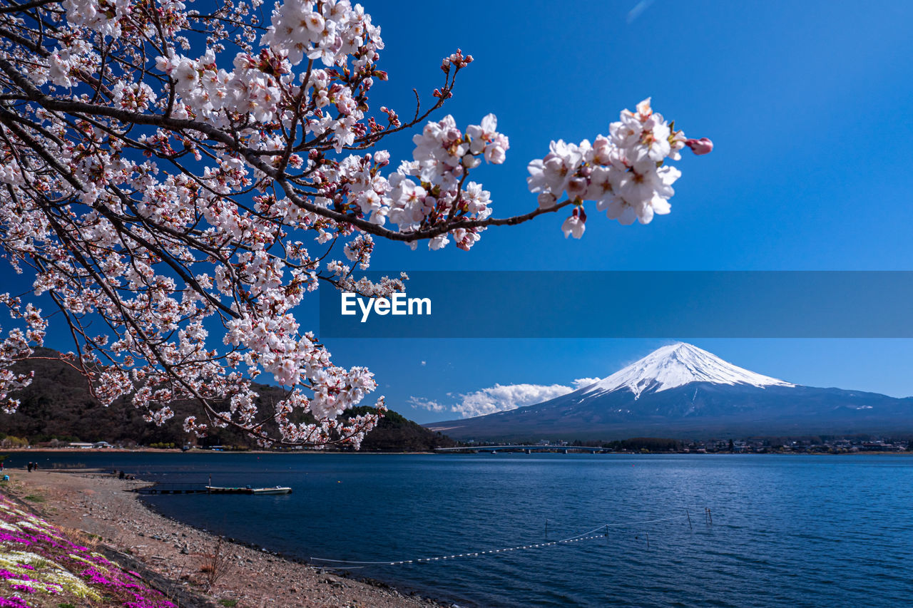 PINK CHERRY BLOSSOM TREE BY MOUNTAINS AGAINST SKY