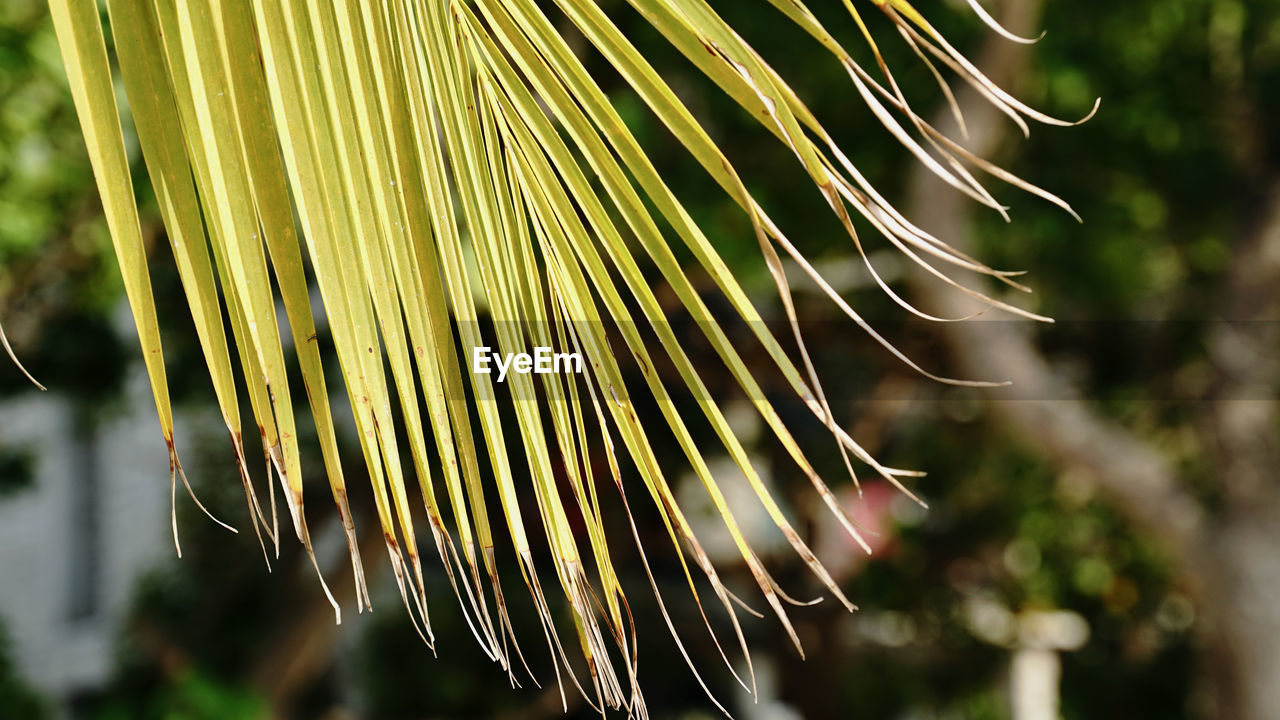 tree, plant, flower, leaf, focus on foreground, close-up, branch, nature, sunlight, green, no people, macro photography, grass, growth, outdoors, beauty in nature, day, plant part, plant stem, palm tree