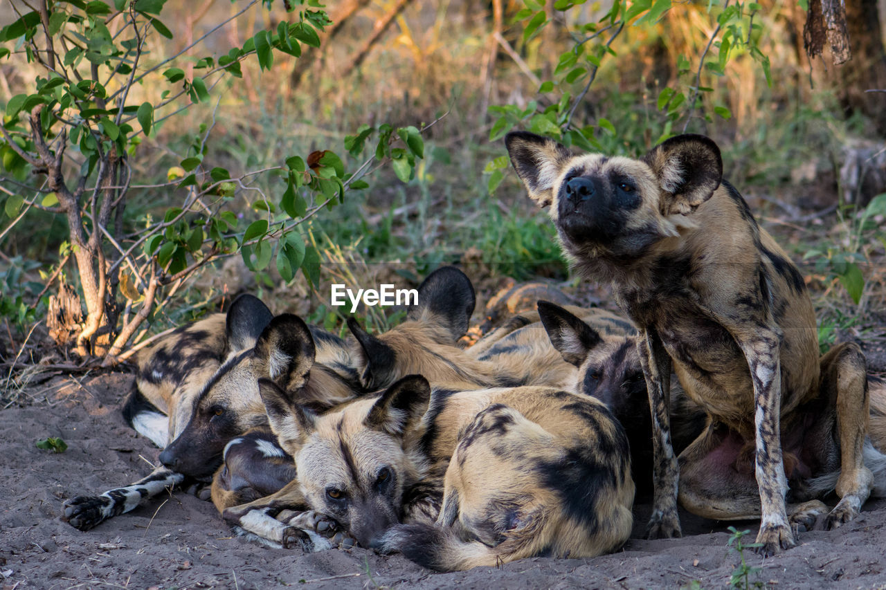 African wild dogs on dirt